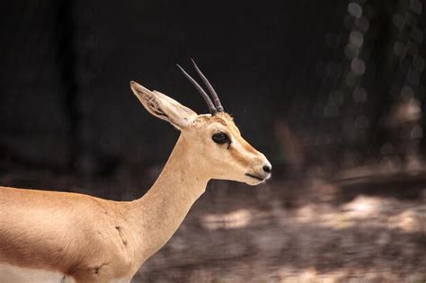 Premium Photo | Slender-horned gazelle also called gazella leptoceros ...