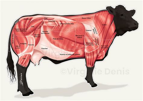 Quelle Est La Morphologie D’Une Vache – MGNAR