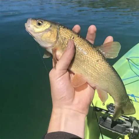 list  north american chub species  id pictures pond informer