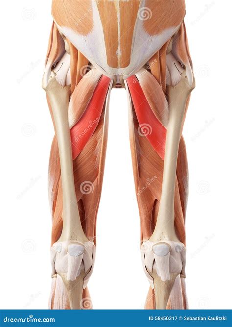 Adductor Brevis And Adductor Longus Muscle - Anatomy Muscles Iso Stock