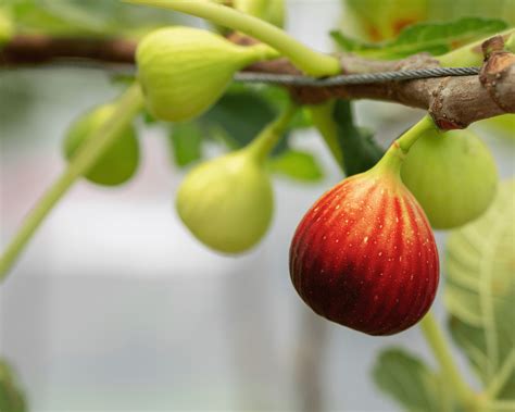 Massive garden renovations will improve the fig house 2