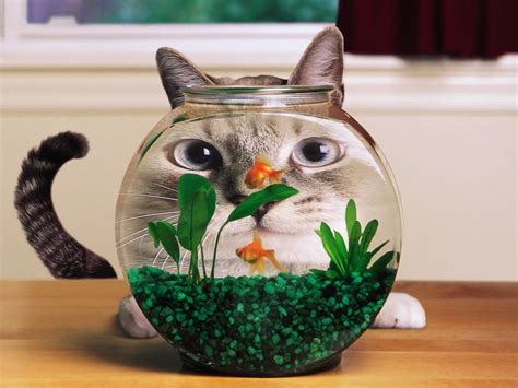 How to Keep Your Cat Away from the Aquarium | HealthyPets Blog