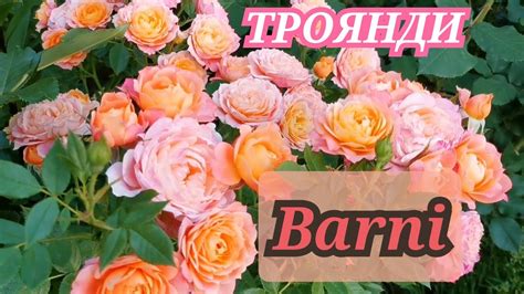 Італійські троянди Barni🌹Моя любов 🥰 огляд сортів. - YouTube
