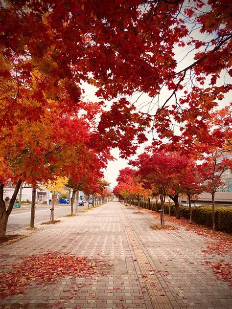 Japan Roadside Tree Autumn Leaves - Free photo on Pixabay - Pixabay