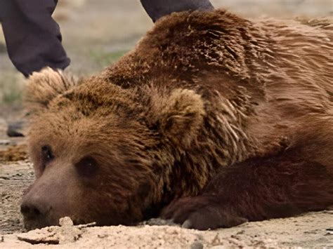 Rare Gobi Bear Completes 160-Kilometer Trek to Find Water - NewsBreak