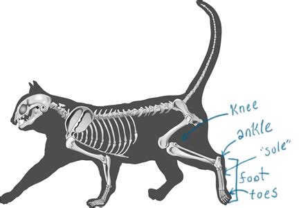 То, что у кошек и собак считается коленями, на самом деле — лодыжки, а