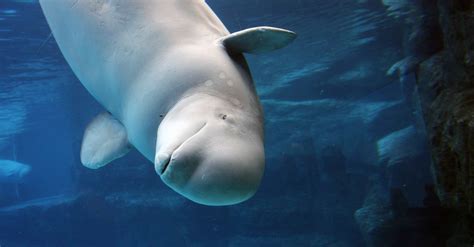 Paus Beluga Terlatih Nampak di Perairan Norwegia