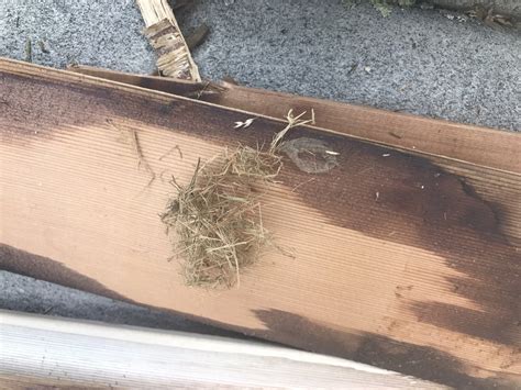 Insects behind my cedar clapboards? | DIY Home Improvement Forum
