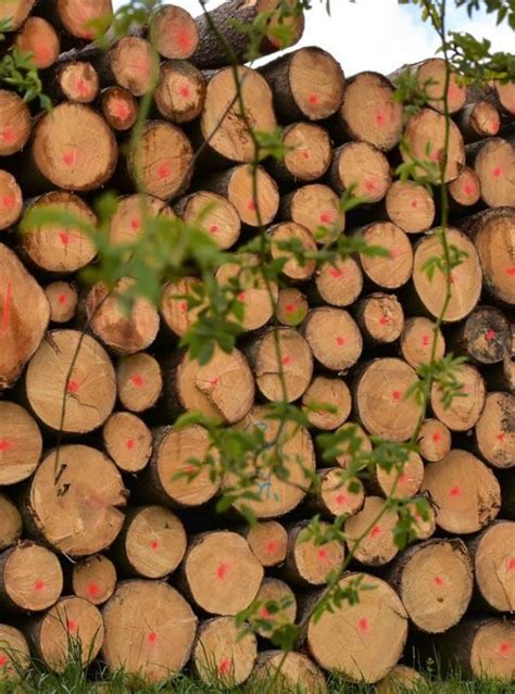 home logging  forestry engineering news