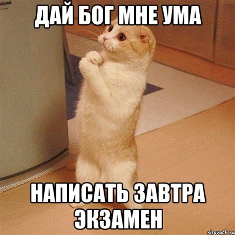 дай бог мне ума написать завтра экзамен, Мем котэ молится - Рисовач .Ру