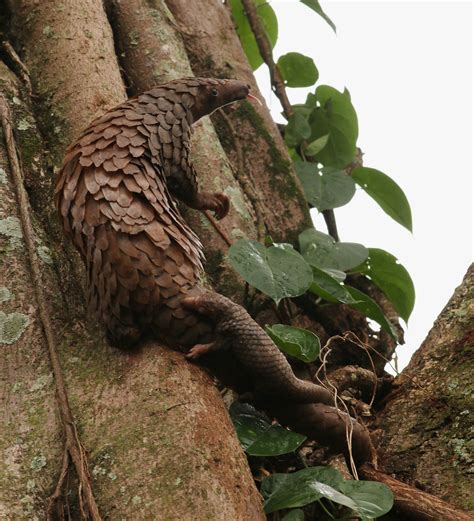 pangolins save pangolins