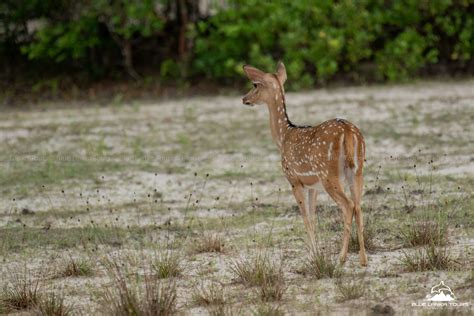 Wilpattu National Park | Blue Lanka Tours