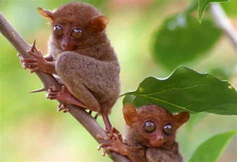 tarsius primata mungil  sulawesi  terancam punah