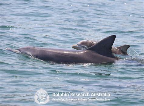 Healthy Waterways-Healthy Dolphins 2019 Progress Report - Dolphin