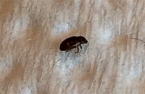 What Are Black Carpet Beetles | www.resnooze.com