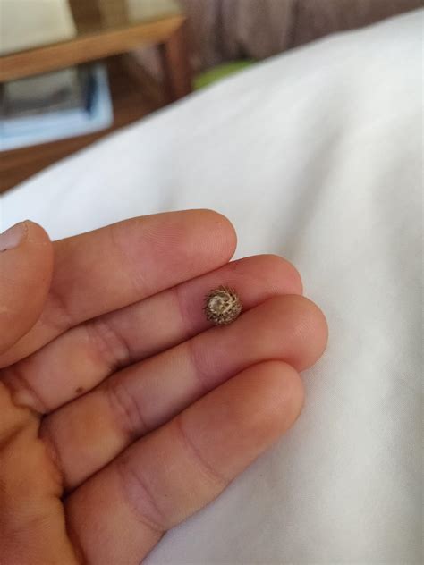These spiky things keep getting stuck in my dogs fur and my dog later
