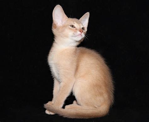 Абиссинская кошка - происхождение породы, характер, фото и цены