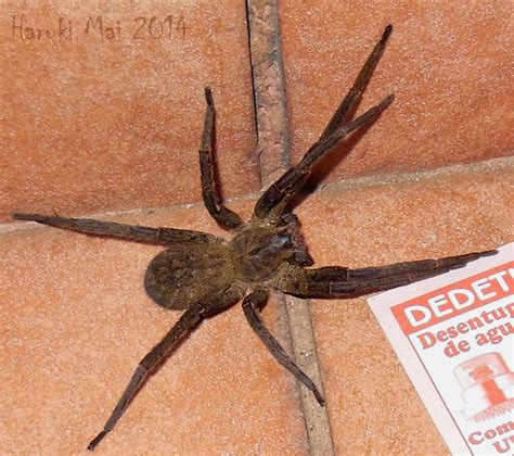 Aranha Lobo E Armadeira - Insetologia - Identificação de insetos: Como diferenciar uma aranha ...