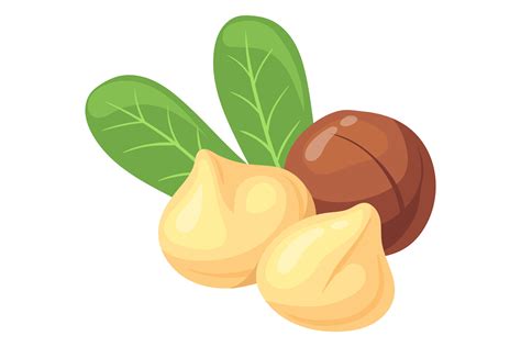 macadamia nut cartoon icon healthy prot graphic  smartstartstocker