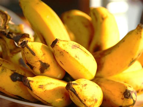 how to grow bananas 4