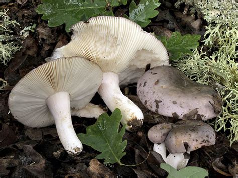 Сыроежка серая (Russula grisea) описание фото
