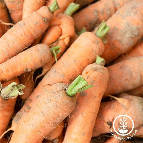 Kuroda Long 8 Inch Carrot Seeds | Non-GMO Heirloom Garden Vegetable ...