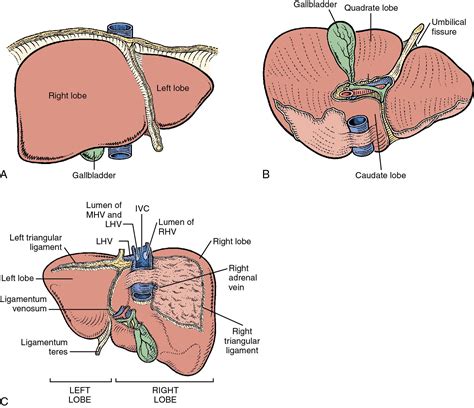 Liver Lobes Anatomy Liver Anatomy Segments Anatomical Charts