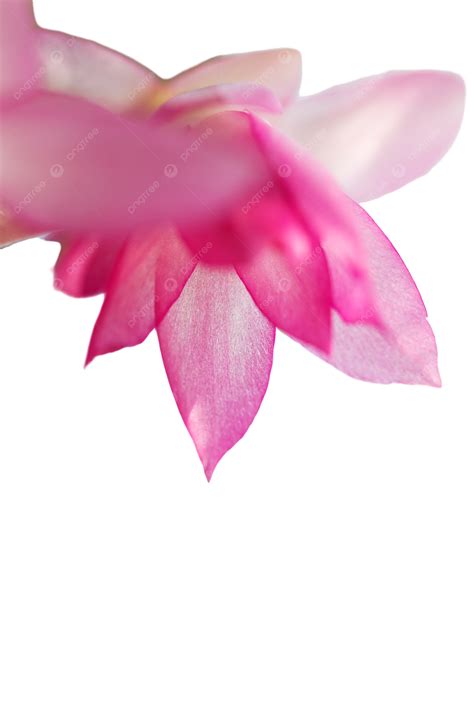 Christmas Cactus Schlumbergera Macro Areolas, Macro, Yellow, Crab PNG