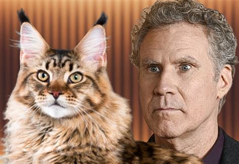 Your Maine Coon Guide