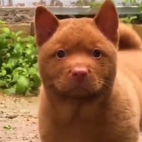 Hmong dog breed – Michael Broad