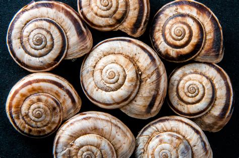 snail shell lot  image peakpx