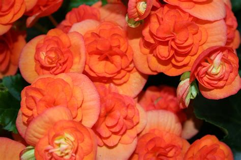Imagenes de flores y sus nombres - Imagui