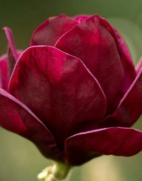 RED MAGNOLIA | Магнолия, Цветы, Цветок