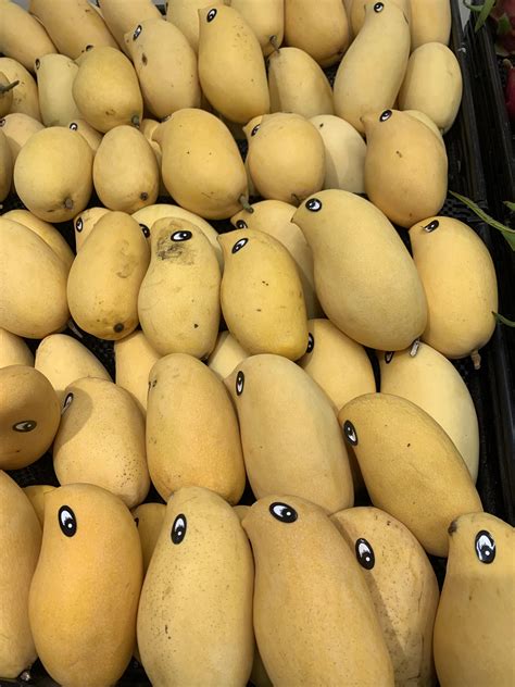 Are fruit going the way of the extinct birds? : r/BirdsArentReal