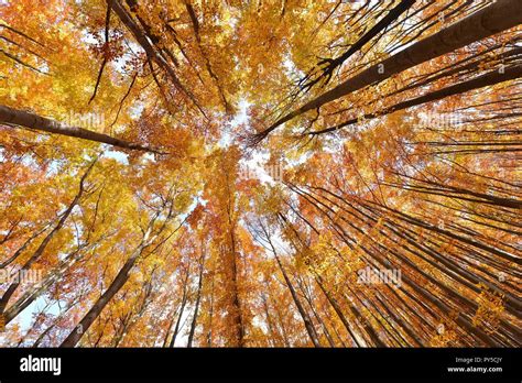 Colorful autumn tree canopies Stock Photo - Alamy