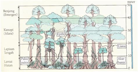 ~Frekuensi~: ~hutan hujan tropika~