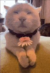 cat  gifs tenor