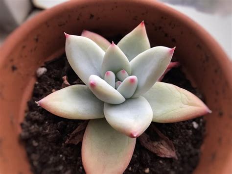 Repotting and watering : r/succulents