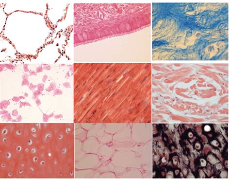 bsc  histology labeling game