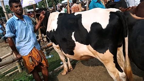 @২০২৩ রোজ মঙ্গলবার আমরাইদ বাজারে শাহিওয়াল অস্ট্রেলিয়া জাতের ষাঁড় ...