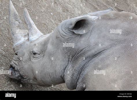 Rhinoceros teeth hi-res stock photography and images - Alamy