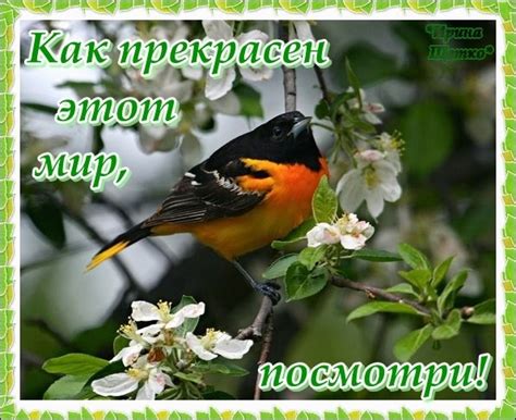 Открытка Как прекрасен этот мир, посмотри!