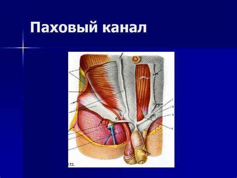 НАРУЖНЫЕ ГРЫЖИ ЖИВОТА Паховый канал Передняя