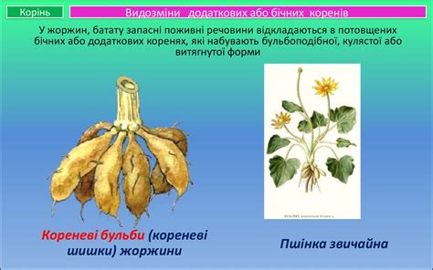 Видозміни кореня - online presentation