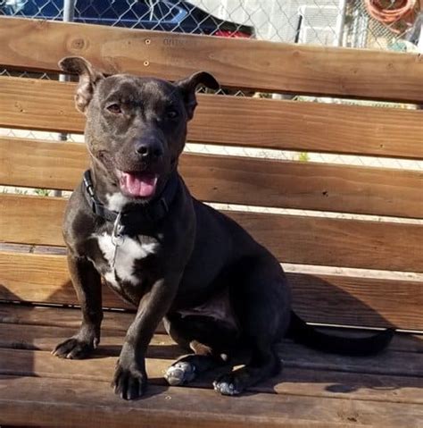 Pitbull Dachshund Mix 101: All About the Lovable & Energetic New Breed