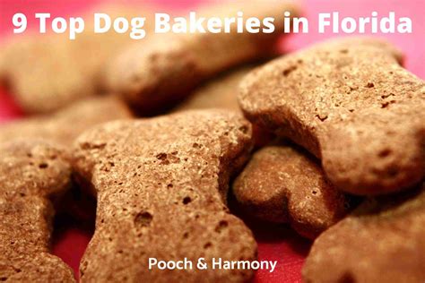 8 Top Dog Bakeries in Florida - Pooch & Harmony