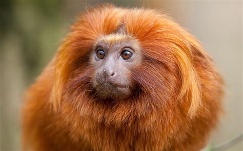 large animals pictures ginger monkey wallpapers  images fluffy