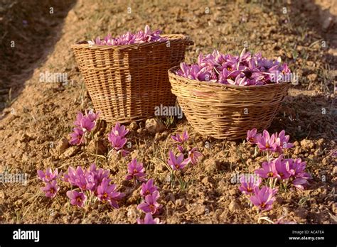 basket full  saffron flowers   soil  pampore kashmir india