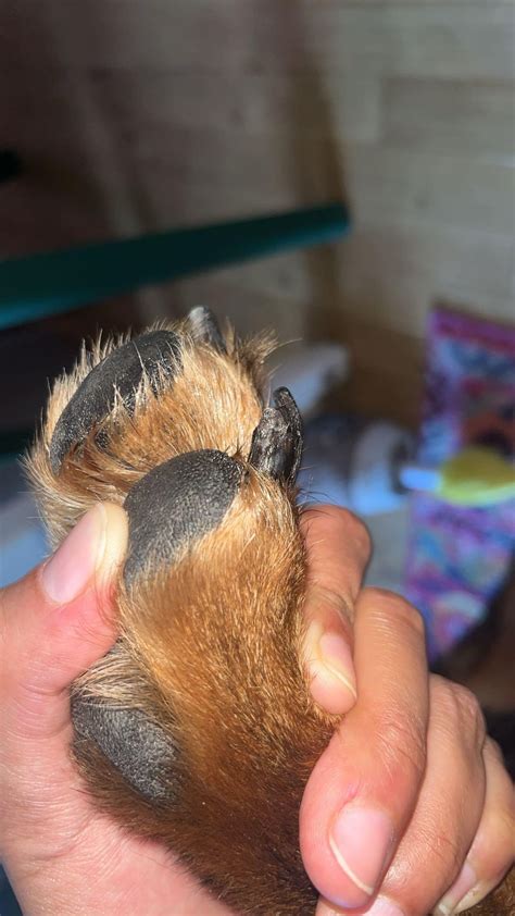 Dog Nail Split : r/vet