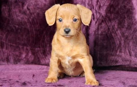 Cocker Spaniel Dachshund Mix Puppy